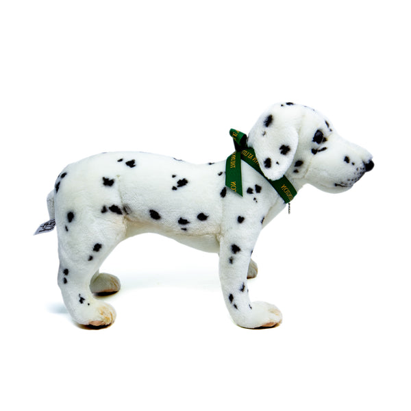 Mini Dalmatian Dog Standing